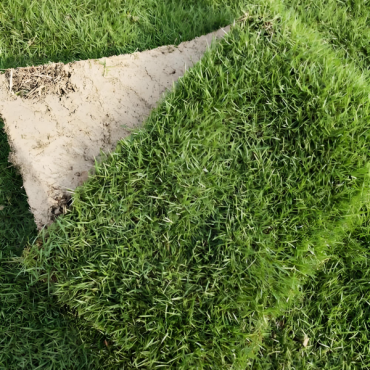马尼拉草坪