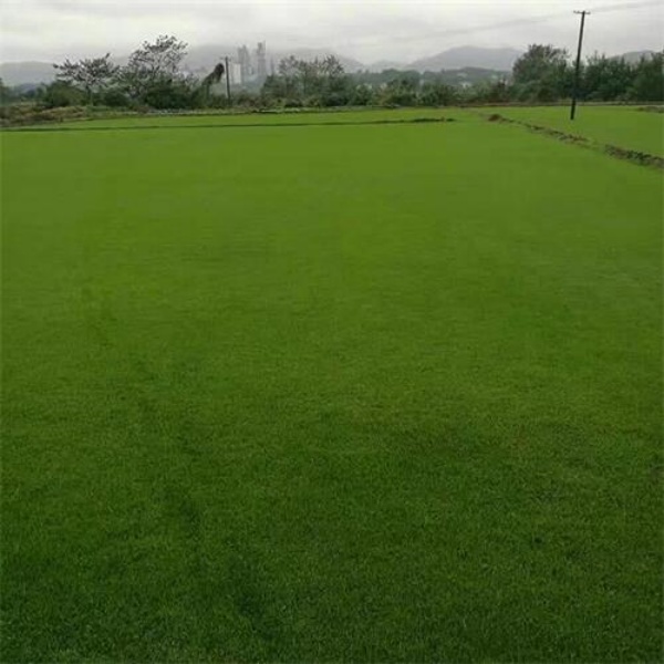 马尼拉草坪