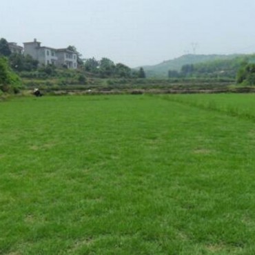 马尼拉草坪